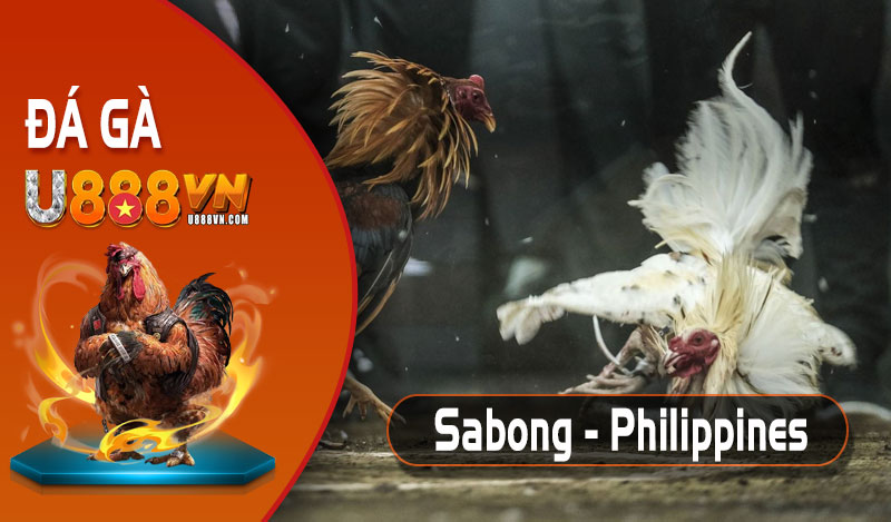 Mãn nhãn các trận trường gà Sabong - Philippines